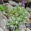 Blätterfoto Artemisia genipi