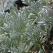 Blätterfoto Artemisia glacialis