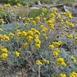 Habitusfoto Artemisia glacialis