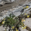 Habitusfoto Artemisia umbelliformis