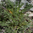 Blätterfoto Artemisia umbelliformis