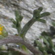 Foto von Besonderheit Artemisia umbelliformis