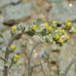 Blütenfoto Artemisia umbelliformis