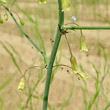 Blütenfoto Asparagus officinalis
