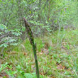 Stängel-/Stammfoto Asparagus officinalis