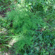 Habitusfoto Asparagus tenuifolius