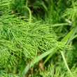 Blätterfoto Asparagus tenuifolius