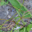 Blätterfoto Asperula arvensis