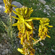 Blütenfoto Asphodeline lutea