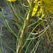 Blätterfoto Asphodeline lutea