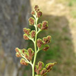 Blütenfoto Asplenium ruta-muraria