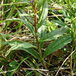 Blätterfoto Aster amellus