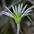 Blütenfoto Aster bellidiastrum