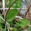 Blätterfoto Aster bellidiastrum