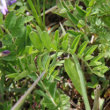 Blätterfoto Astragalus alpinus