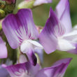 Blütenfoto Astragalus alpinus