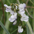 Foto von Besonderheit Astragalus alpinus