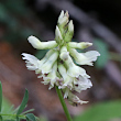 Portraitfoto Astragalus australis