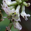 Blütenfoto Astragalus australis