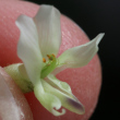Foto von Besonderheit Astragalus australis