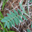 Blätterfoto Astragalus australis