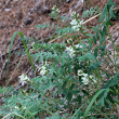 Habitusfoto Astragalus australis