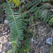 Blätterfoto Astragalus exscapus