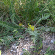 Habitusfoto Astragalus exscapus