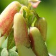 Blütenfoto Astragalus frigidus