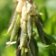 Fruchtfoto Astragalus frigidus