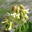 Portraitfoto Astragalus frigidus