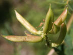 Fruchtfoto Astragalus glycyphyllos