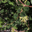 Blätterfoto Astragalus glycyphyllos