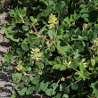 Habitusfoto Astragalus glycyphyllos
