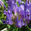 Blütenfoto Astragalus leontinus