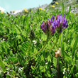 Habitusfoto Astragalus leontinus