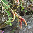 Fruchtfoto Astragalus monspessulanus