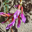 Blütenfoto Astragalus monspessulanus