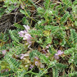 Habitusfoto Astragalus sempervirens