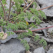 Blätterfoto Athamanta cretensis