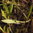 Blätterfoto Baldellia ranunculoides