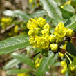 Blütenfoto Berberis julianae