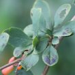 Blätterfoto Berberis vulgaris