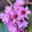 Blütenfoto Bergenia crassifolia