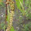 Blütenfoto Betula pendula