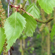Blätterfoto Betula pendula