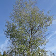 Portraitfoto Betula pubescens