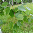 Blätterfoto Betula pubescens