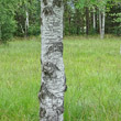 Stängel-/Stammfoto Betula pubescens