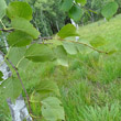 Foto von Besonderheit Betula pubescens